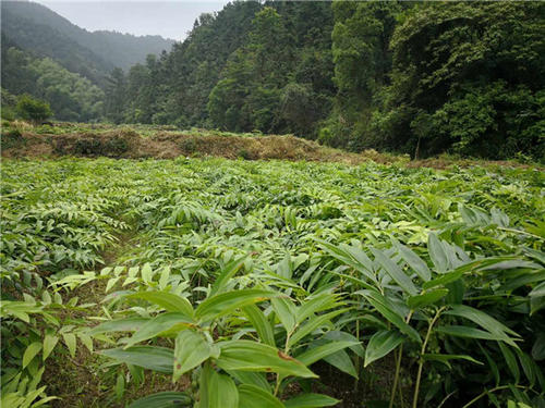 黃精種植基地