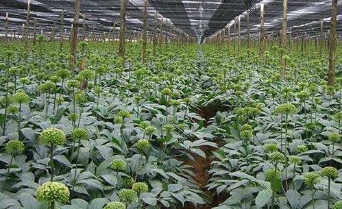 竹節(jié)參種植基地