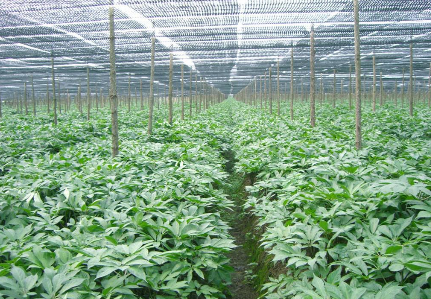 竹節(jié)參種植基地