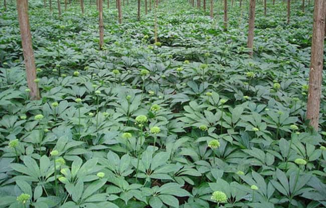 竹節(jié)參種植基地