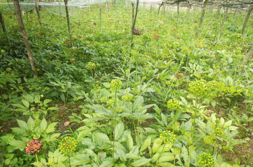 竹節(jié)參種植基地