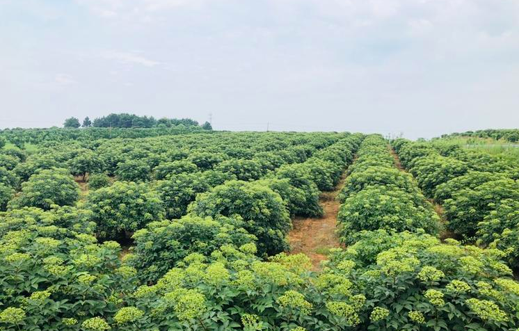 吳茱萸種植基地